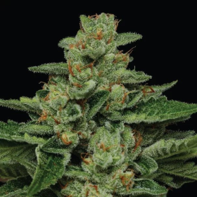 Fortune Cookie - HUMBOLDT SEED COMPANY | TanieSianie.pl