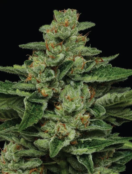 Fortune Cookie - HUMBOLDT SEED COMPANY | TanieSianie.pl