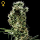 Arjan's Haze #2 - GREEN HOUSE SEEDS | TanieSianie.pl