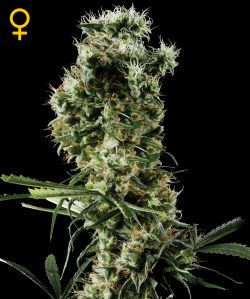 Arjan's Haze #2 - GREEN HOUSE SEEDS | TanieSianie.pl