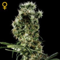 Arjan's Haze #2 - GREEN HOUSE SEEDS