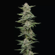 Garlic Budder - HUMBOLDT SEED COMPANY | TanieSianie.pl