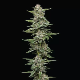 Garlic Budder - HUMBOLDT SEED COMPANY | TanieSianie.pl