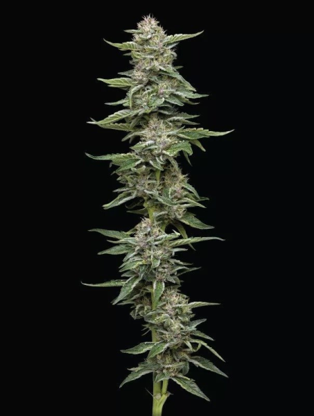 Garlic Budder - HUMBOLDT SEED COMPANY | TanieSianie.pl