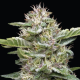 Garlic Budder - HUMBOLDT SEED COMPANY | TanieSianie.pl