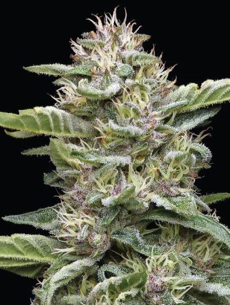 Garlic Budder - HUMBOLDT SEED COMPANY | TanieSianie.pl