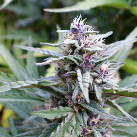 Hi-Biscus - HUMBOLDT SEED COMPANY | TanieSianie.pl