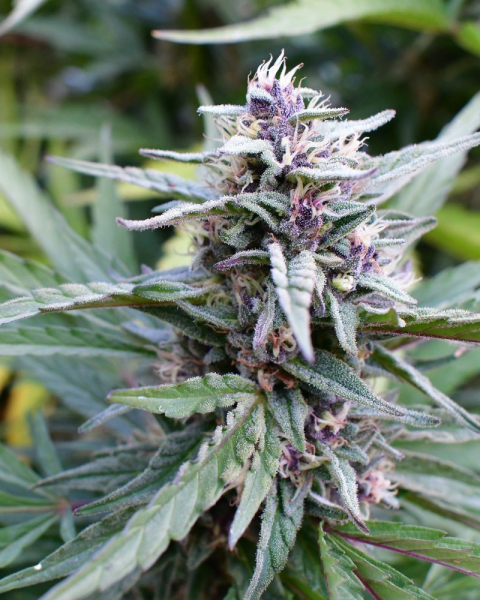 Hi-Biscus - HUMBOLDT SEED COMPANY | TanieSianie.pl