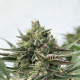 Humboldt Pound Cake - HUMBOLDT SEED COMPANY | TanieSianie.pl