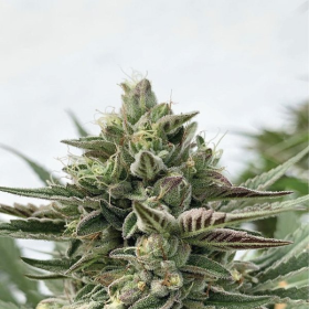 Humboldt Pound Cake - HUMBOLDT SEED COMPANY | TanieSianie.pl