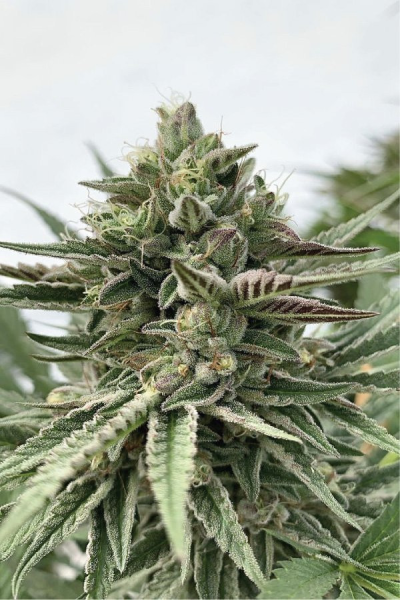 Humboldt Pound Cake - HUMBOLDT SEED COMPANY | TanieSianie.pl