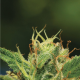 Humboldt Sour Diesel - HUMBOLDT SEED COMPANY | TanieSianie.pl