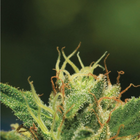 Humboldt Sour Diesel - HUMBOLDT SEED COMPANY | TanieSianie.pl