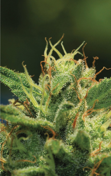 Humboldt Sour Diesel - HUMBOLDT SEED COMPANY | TanieSianie.pl