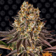 Gelato #45 - BARNEY'S FARM | TanieSianie.pl