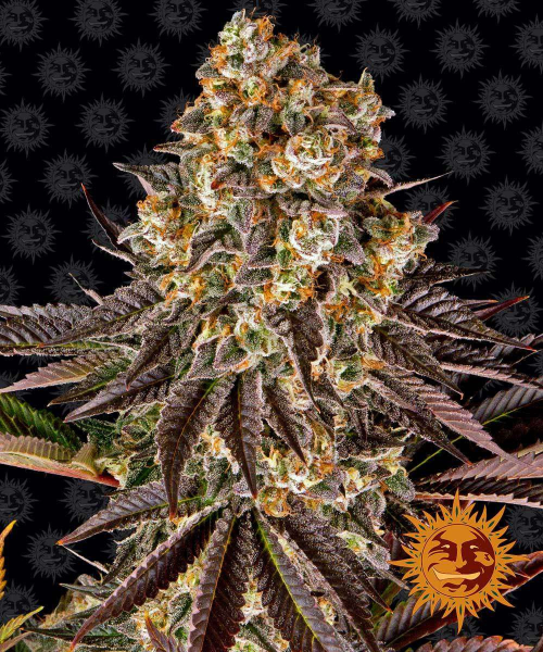 Gelato #45 - BARNEY'S FARM | TanieSianie.pl