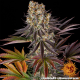 Gelato #45 - BARNEY'S FARM | TanieSianie.pl
