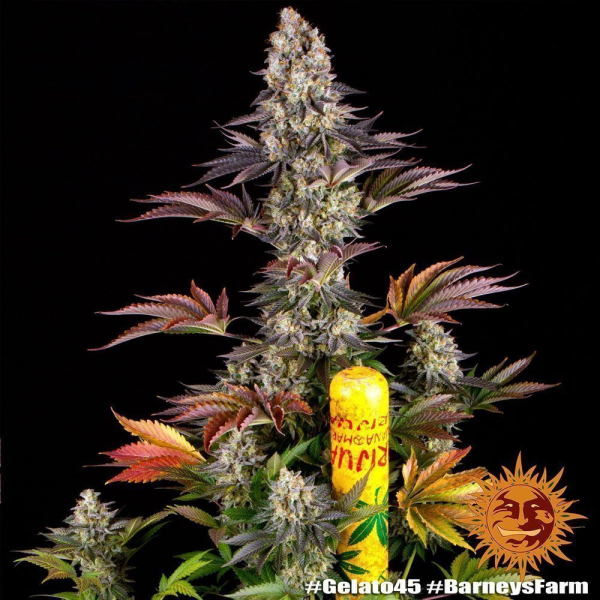 Gelato #45 - BARNEY'S FARM | TanieSianie.pl