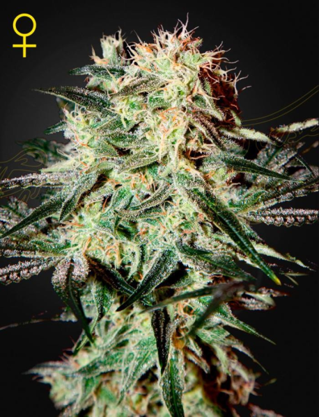 Arjan's Strawberry Haze - GREEN HOUSE SEEDS | TanieSianie.pl