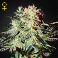 Arjan's Strawberry Haze - GREEN HOUSE SEEDS