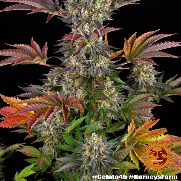 Gelato #45 - BARNEY'S FARM | TanieSianie.pl