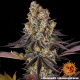 Gelato #45 - BARNEY'S FARM | TanieSianie.pl