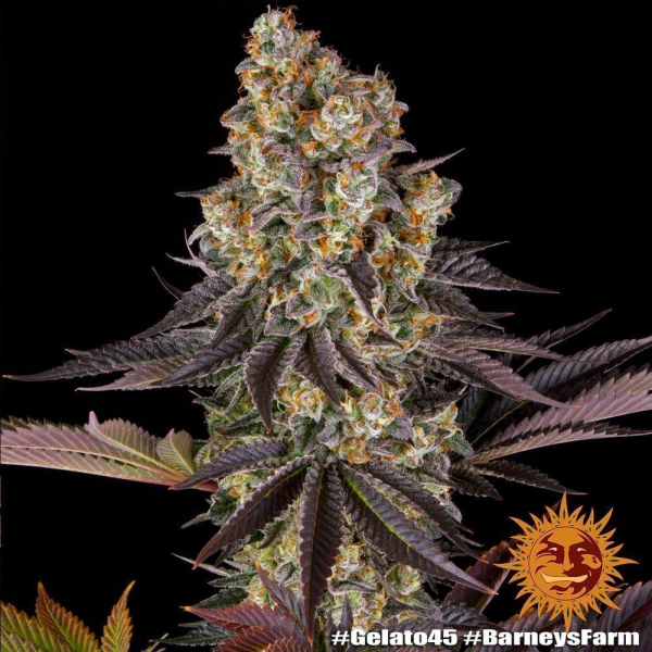 Gelato #45 - BARNEY'S FARM | TanieSianie.pl