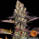 Gelato #45 - BARNEY'S FARM | TanieSianie.pl
