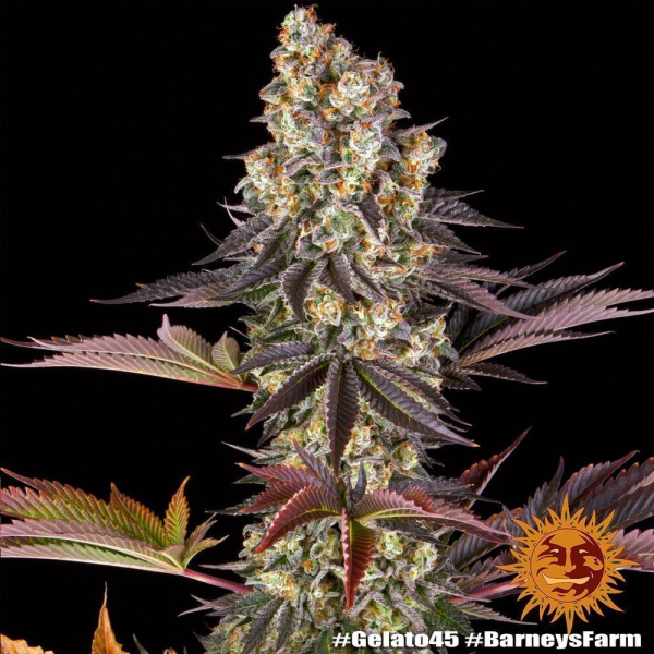Gelato #45 - BARNEY'S FARM | TanieSianie.pl