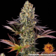 Gelato #45 - BARNEY'S FARM | TanieSianie.pl