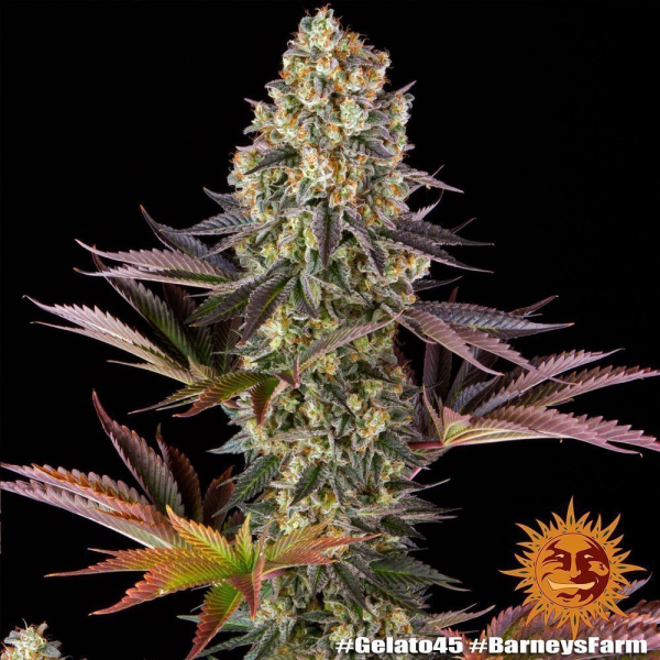 Gelato #45 - BARNEY'S FARM | TanieSianie.pl