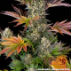 Gelato #45 - BARNEY'S FARM | TanieSianie.pl
