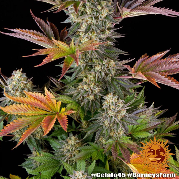 Gelato #45 - BARNEY'S FARM | TanieSianie.pl