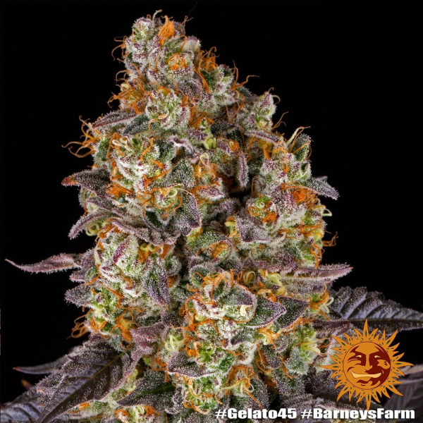 Gelato #45 - BARNEY'S FARM | TanieSianie.pl