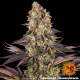 Gelato #45 - BARNEY'S FARM | TanieSianie.pl