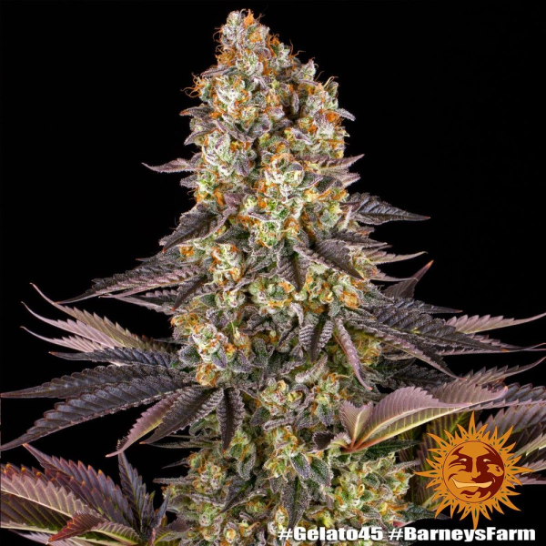 Gelato #45 - BARNEY'S FARM | TanieSianie.pl