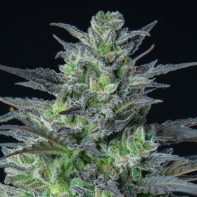 Sleepy Joe Auto - ANESIA SEEDS | TanieSianie.pl