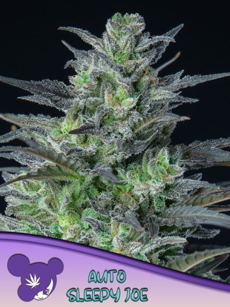 Sleepy Joe Auto - ANESIA SEEDS | TanieSianie.pl