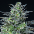 Sleepy Joe Auto - ANESIA SEEDS