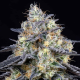 Foster - ANESIA SEEDS | TanieSianie.pl
