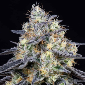Foster - ANESIA SEEDS | TanieSianie.pl