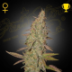 Arjan's Ultra Haze #1 - GREEN HOUSE SEEDS | TanieSianie.pl