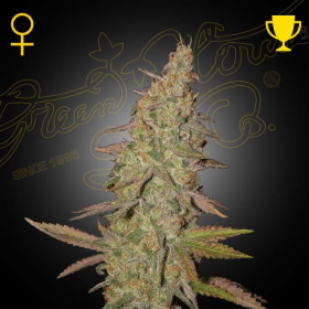 Arjan's Ultra Haze #1 - GREEN HOUSE SEEDS | TanieSianie.pl