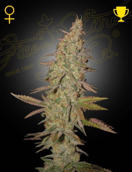 Arjan's Ultra Haze #1 - GREEN HOUSE SEEDS | TanieSianie.pl
