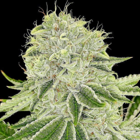 Cash Cow - ANESIA SEEDS | TanieSianie.pl