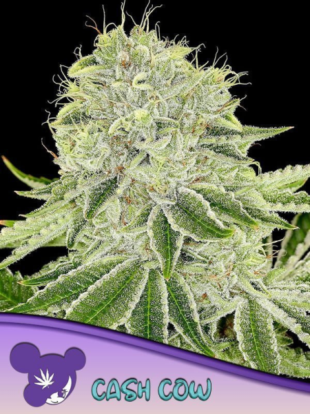 Cash Cow - ANESIA SEEDS | TanieSianie.pl