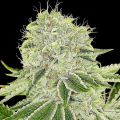 Cash Cow - ANESIA SEEDS