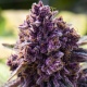 Dankberry - ANESIA SEEDS | TanieSianie.pl