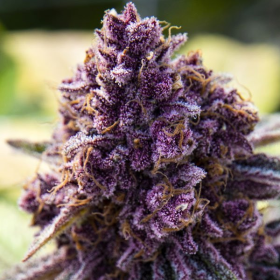 Dankberry - ANESIA SEEDS | TanieSianie.pl