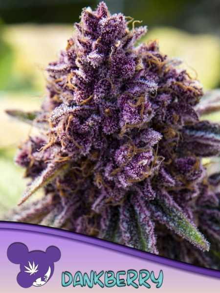 Dankberry - ANESIA SEEDS | TanieSianie.pl